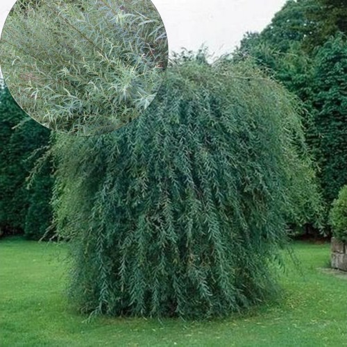 Salix purpurea 'Pendula' - Punapaju 'Pendula' C2/2L